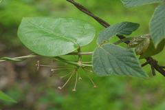 Tylophora dalzellii